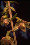 Image of Broad-leaved Helleborine