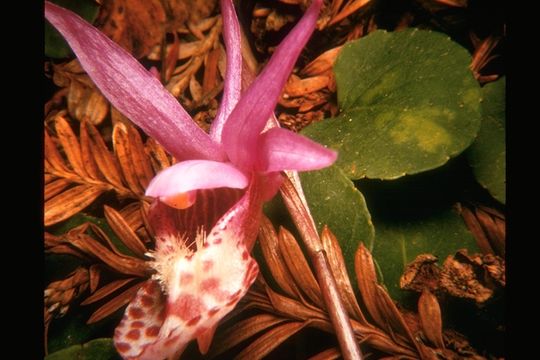 Image of Calypso orchid