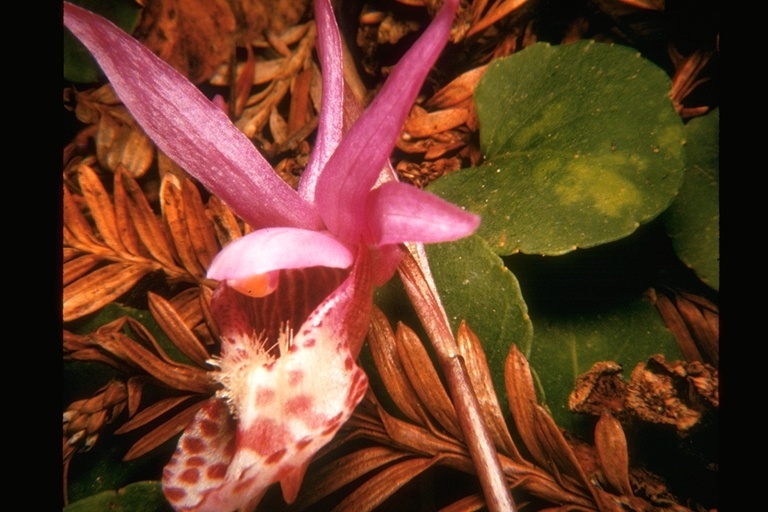 Imagem de Calypso bulbosa (L.) Oakes