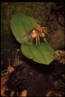 Image of Clustered lady's slipper