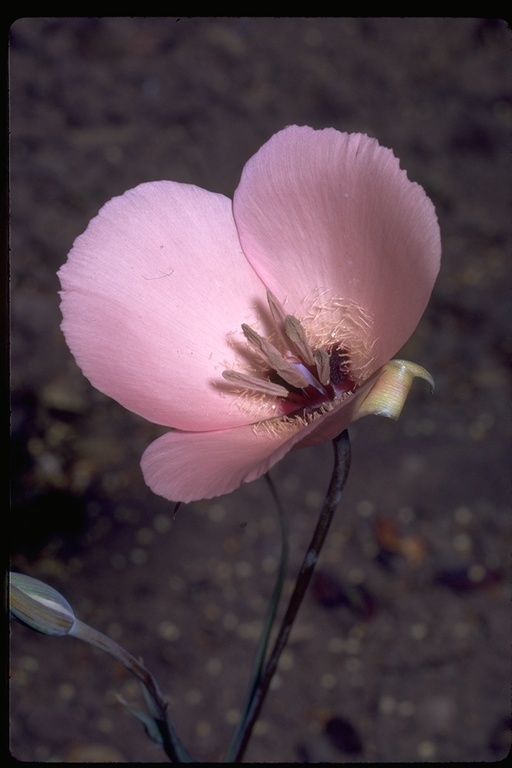 Image de Calochortus splendens Douglas ex Benth.