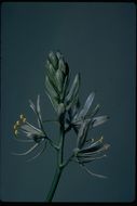 Image of large camas