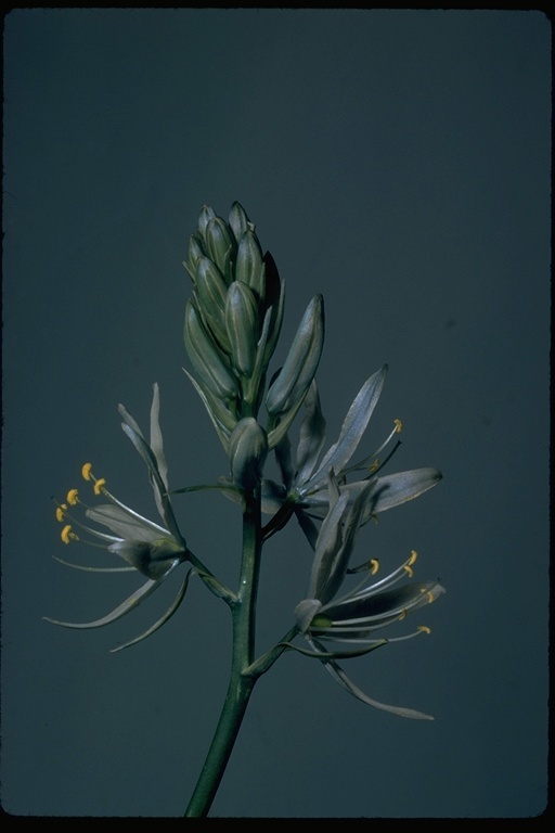 Image of large camas