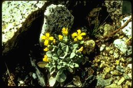 Image de Physaria occidentalis (S. Watson) O'Kane & Al-Shehbaz