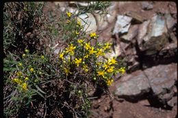 Image of San Joaquin snakeweed