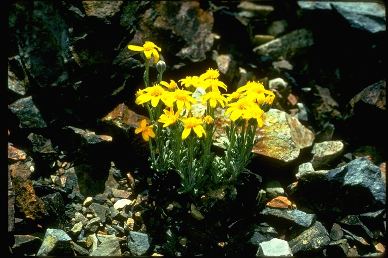 Image of common woolly sunflower