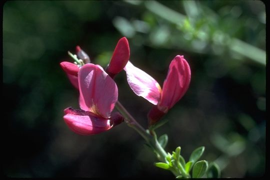 Plancia ëd Pickeringia montana Torr. & A. Gray