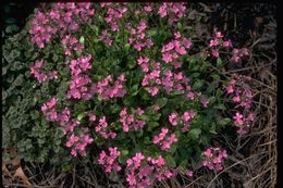 Image of rose rockcress