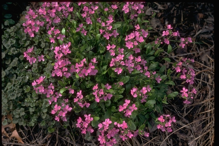 Image of rose rockcress