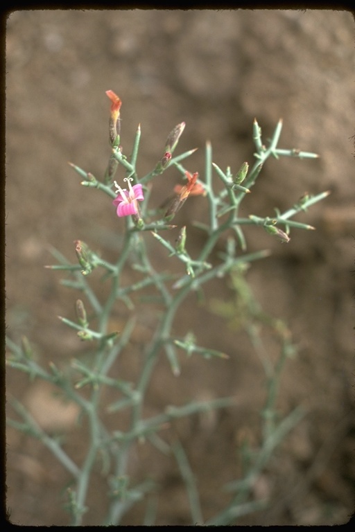 Plancia ëd Pleiacanthus spinosus (Nutt.) Rydb.