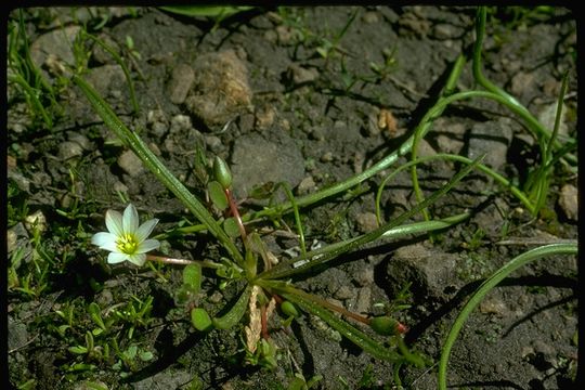 Image of Nevada lewisia