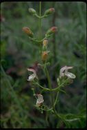 Image of bush beardtongue