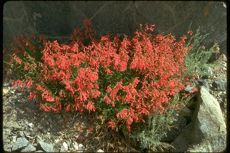 Image of Bridge penstemon