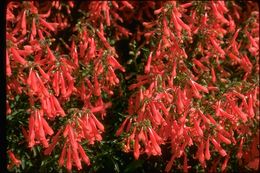 Image of Bridge penstemon