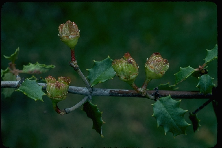 Image of Jepson ceanothus