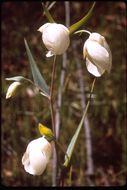 Image of White fairy-lantern