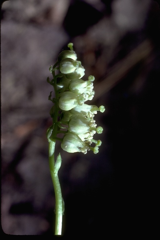 Image de pyrole unilatérale