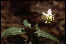 Image of little prince's pine