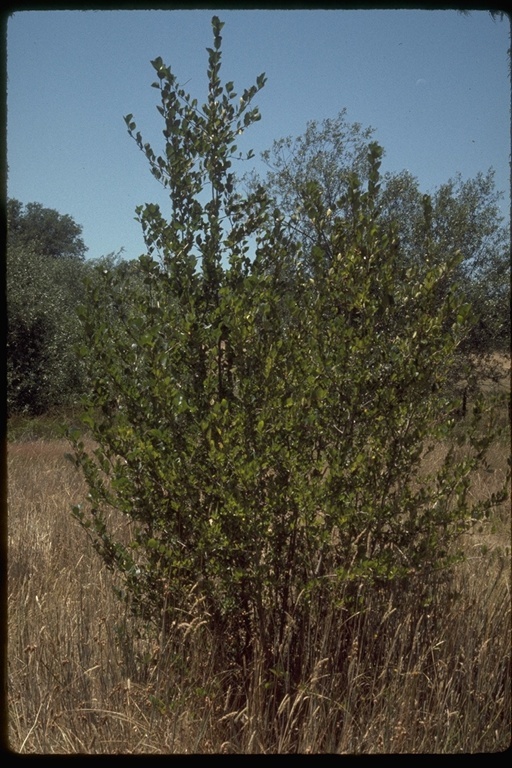 Image of black hawthorn