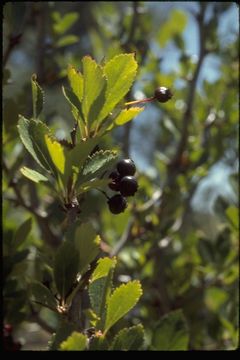 Image of black hawthorn