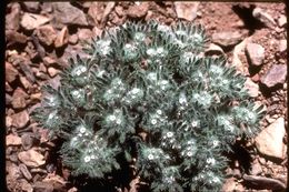 Image of <i>Cryptantha circumscissa</i>