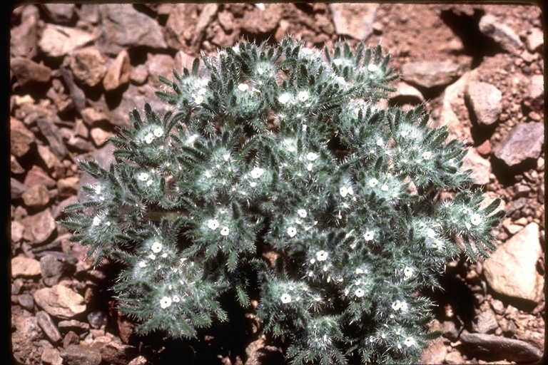 صورة <i>Cryptantha circumscissa</i>