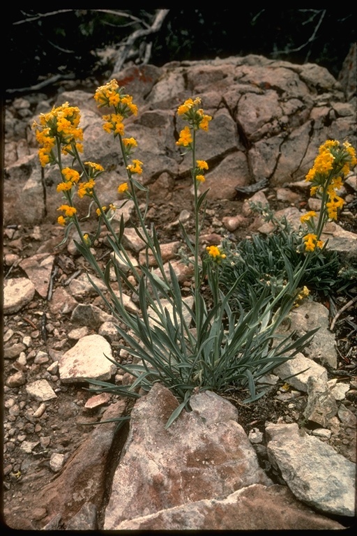 صورة <i>Cryptantha confertiflora</i>