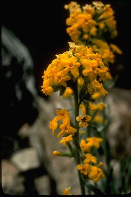 صورة <i>Cryptantha confertiflora</i>