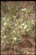 Image of <i>Cryptantha circumscissa</i>