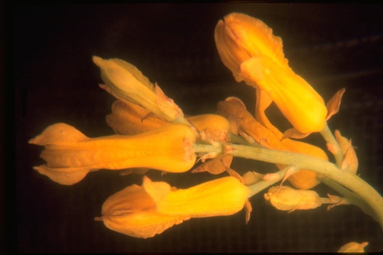 Imagem de Ehrendorferia chrysantha (Hook. & Arn.) J. Rylander