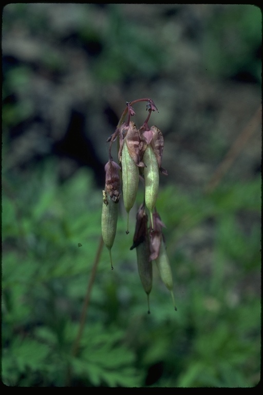 Image of Pacific bleeding heart