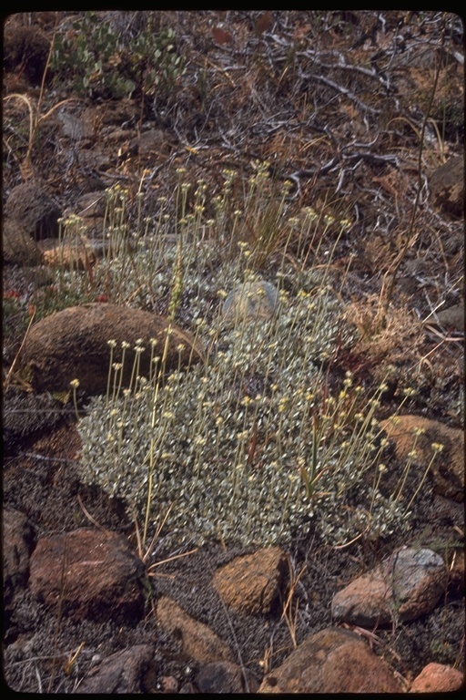 Image of sulphur-flower buckwheat