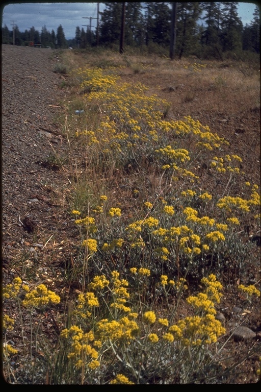 Image of sulphur-flower buckwheat