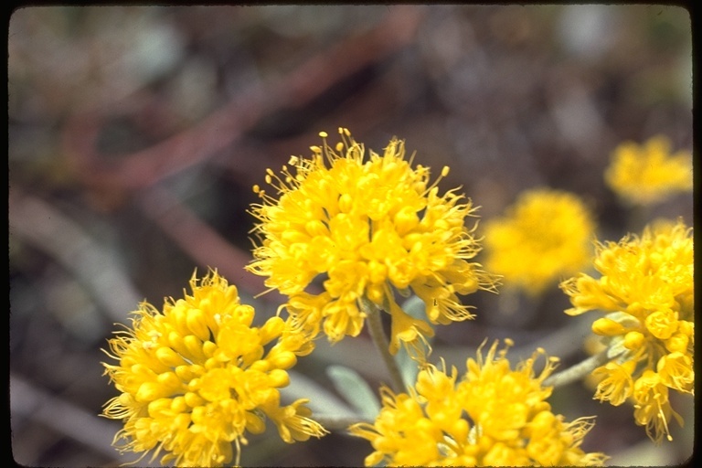 Image of sulphur-flower buckwheat