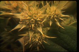 Image of coastal eryngo