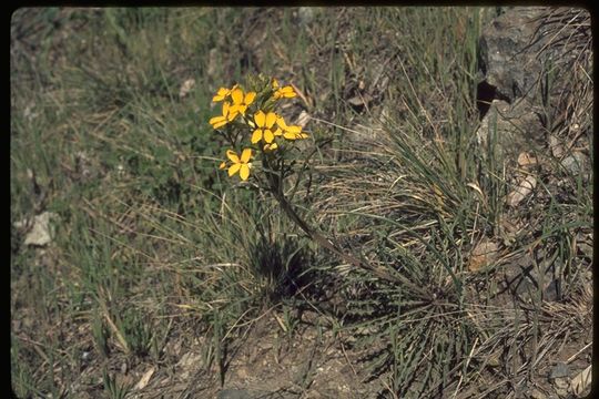 Image of San Francisco wallflower