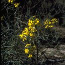 Image of Erysimum suffrutescens (Abrams) Rossbach