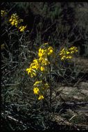 Image of Erysimum suffrutescens (Abrams) Rossbach