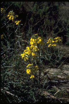 Image of Erysimum suffrutescens (Abrams) Rossbach