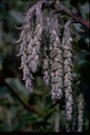 Image de Garrya elliptica Douglas ex Lindl.