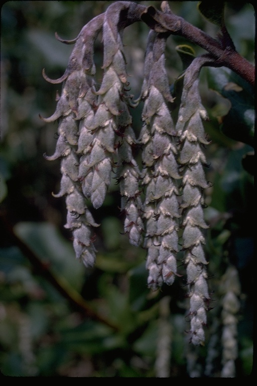 Image of Coast Silk Tassel