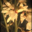 Sivun Cytisus multiflorus (L'Her.) Sweet kuva