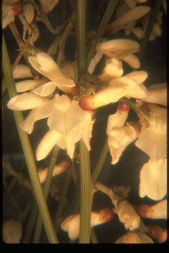 Image of white spanishbroom