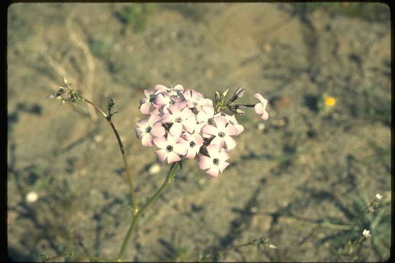 Image of hollyleaf gilia