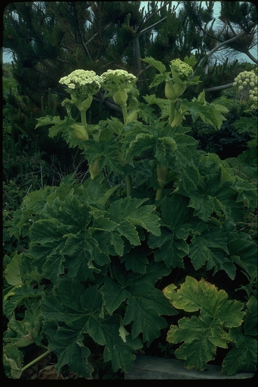 Image of American Cow-Parsnip