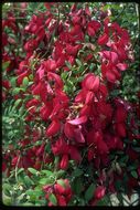 Imagem de Lathyrus splendens Kellogg