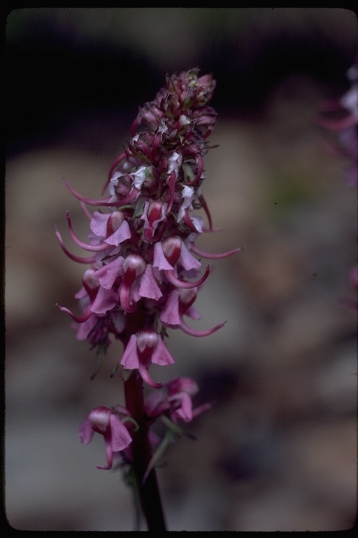 Imagem de Pedicularis groenlandica Retz.