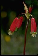 Imagem de Dichelostemma ida-maia (Alph. Wood) Greene