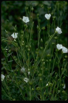 Image of pale flax