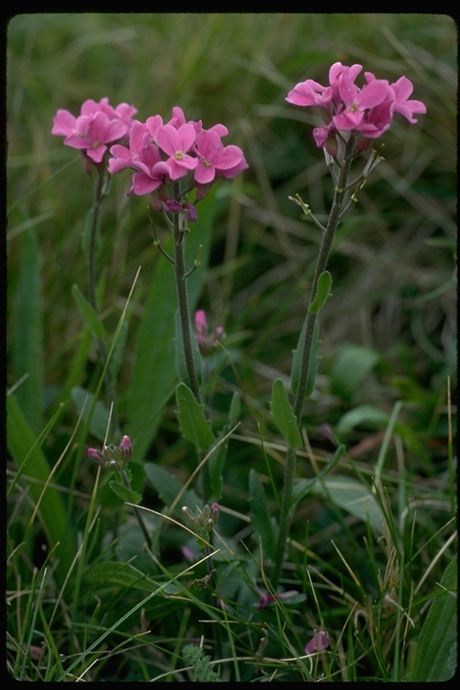 Image of rose rockcress